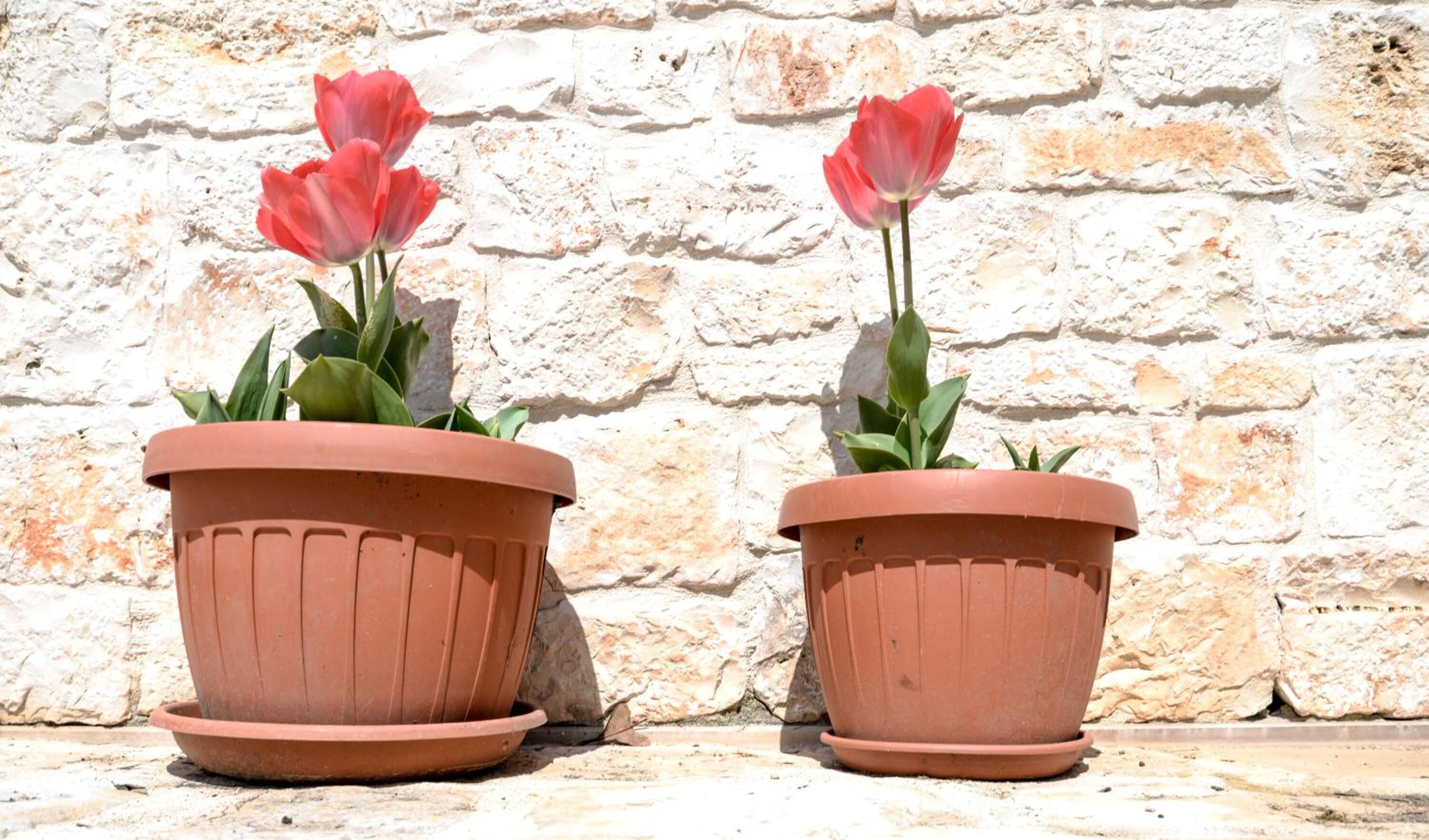 Zwei terrakotta-Töpfe mit roten Blüten vor einer Steinmauer.
