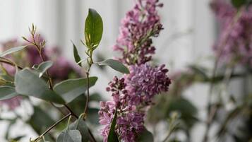 A close-up of a plant with green leaves and clusters of purple flowers.