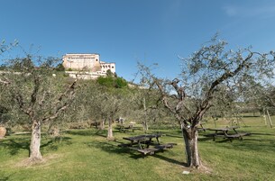 Un olivar con mesas de picnic y un edificio al fondo.