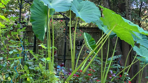 Un jardín con diversas plantas y una valla de madera.