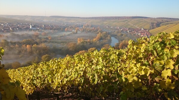 A vineyard with rows of grapevines and a distant view of a town and river.