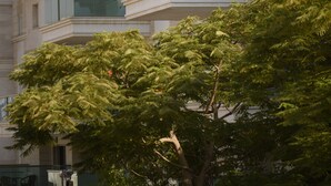 A multi-story building with balconies, a tree in the foreground, and a clear sky. - City Resort Palmore (Eilat)