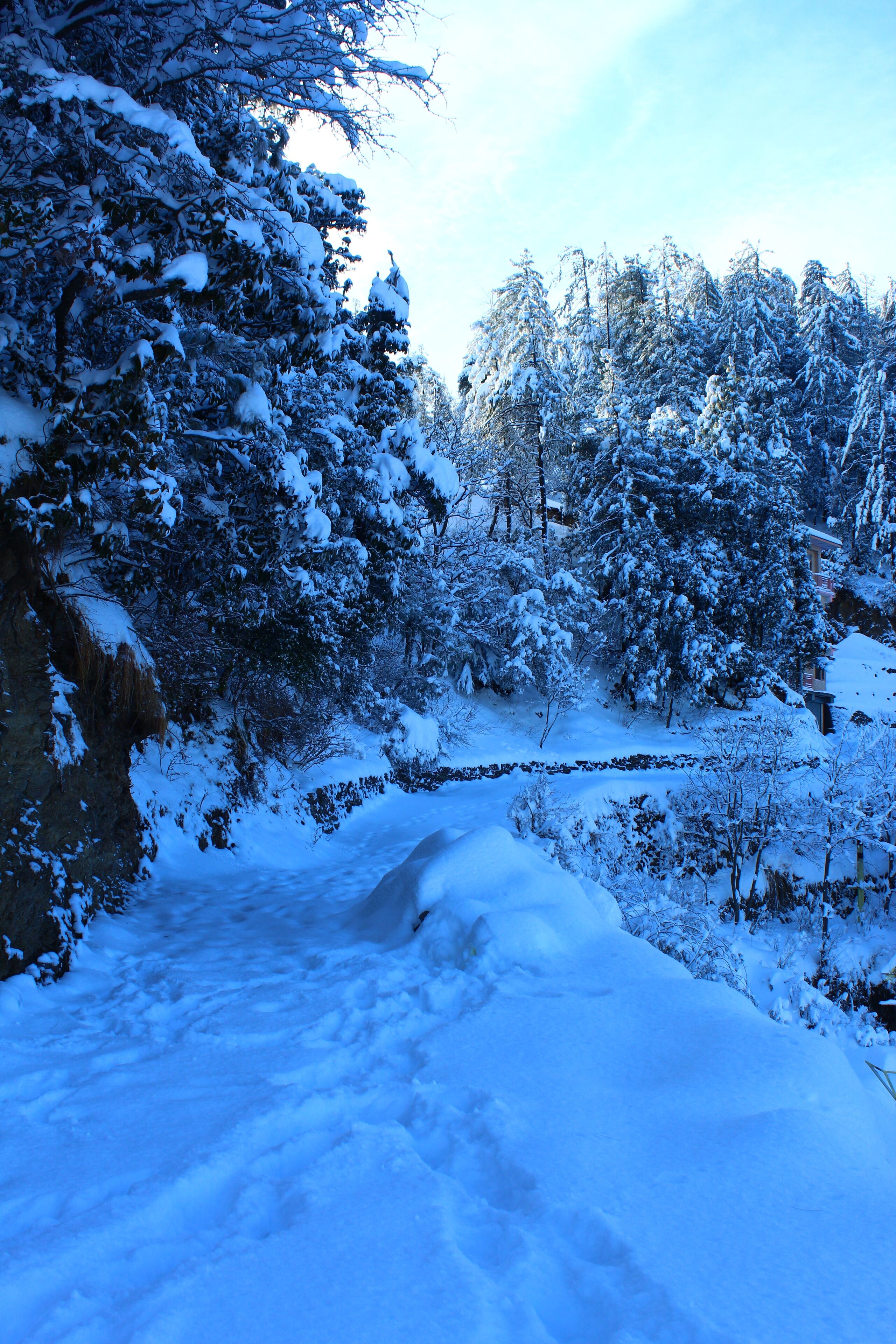 A snow-covered landscape with a stone bridge and dense trees.
