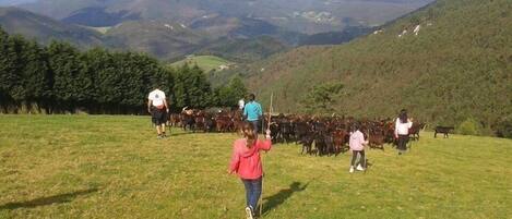 A grassy field with people and cattle.