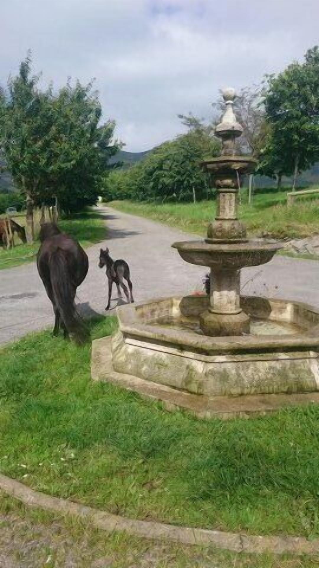 Photo - Hotel Rural Yeguada Albeitar