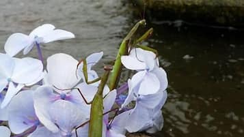 Una fuente de piedra con agua, rodeada de flores blancas.