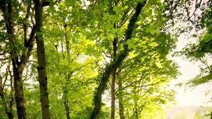 A house surrounded by a forest with a stream. - Aberdunant Caravans Direct (Porthmadog)