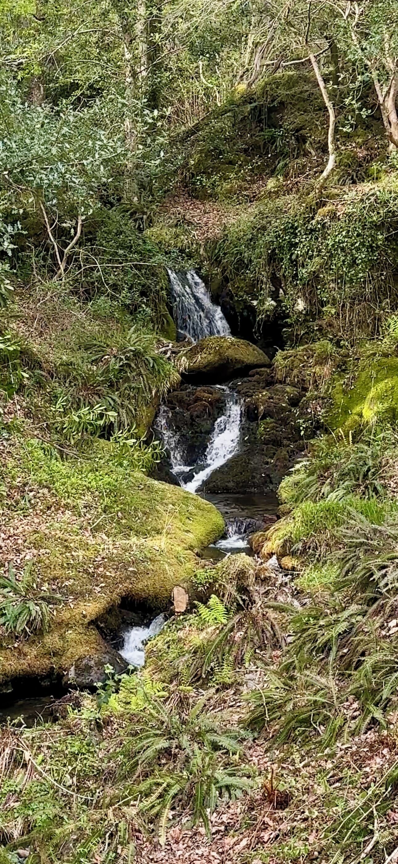 A natural landscape with a small waterfall surrounded by dense greenery and moss-covered rocks.
