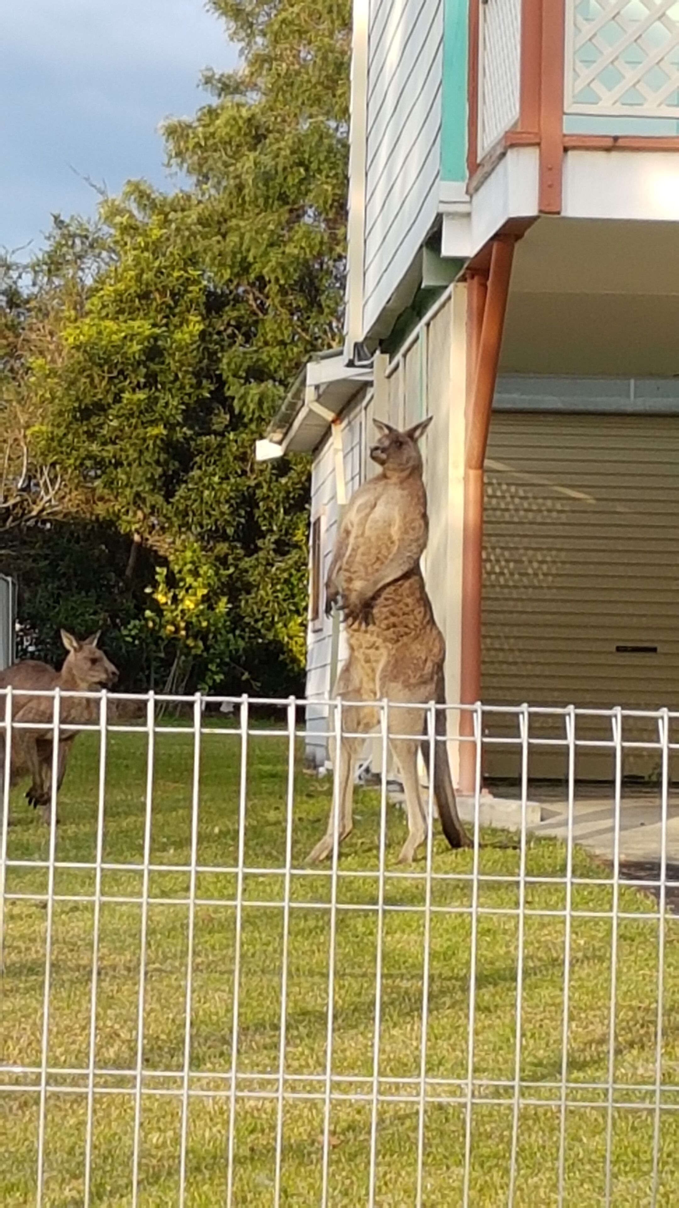 A kangaroo standing on a fence in front of a house with a garage door.