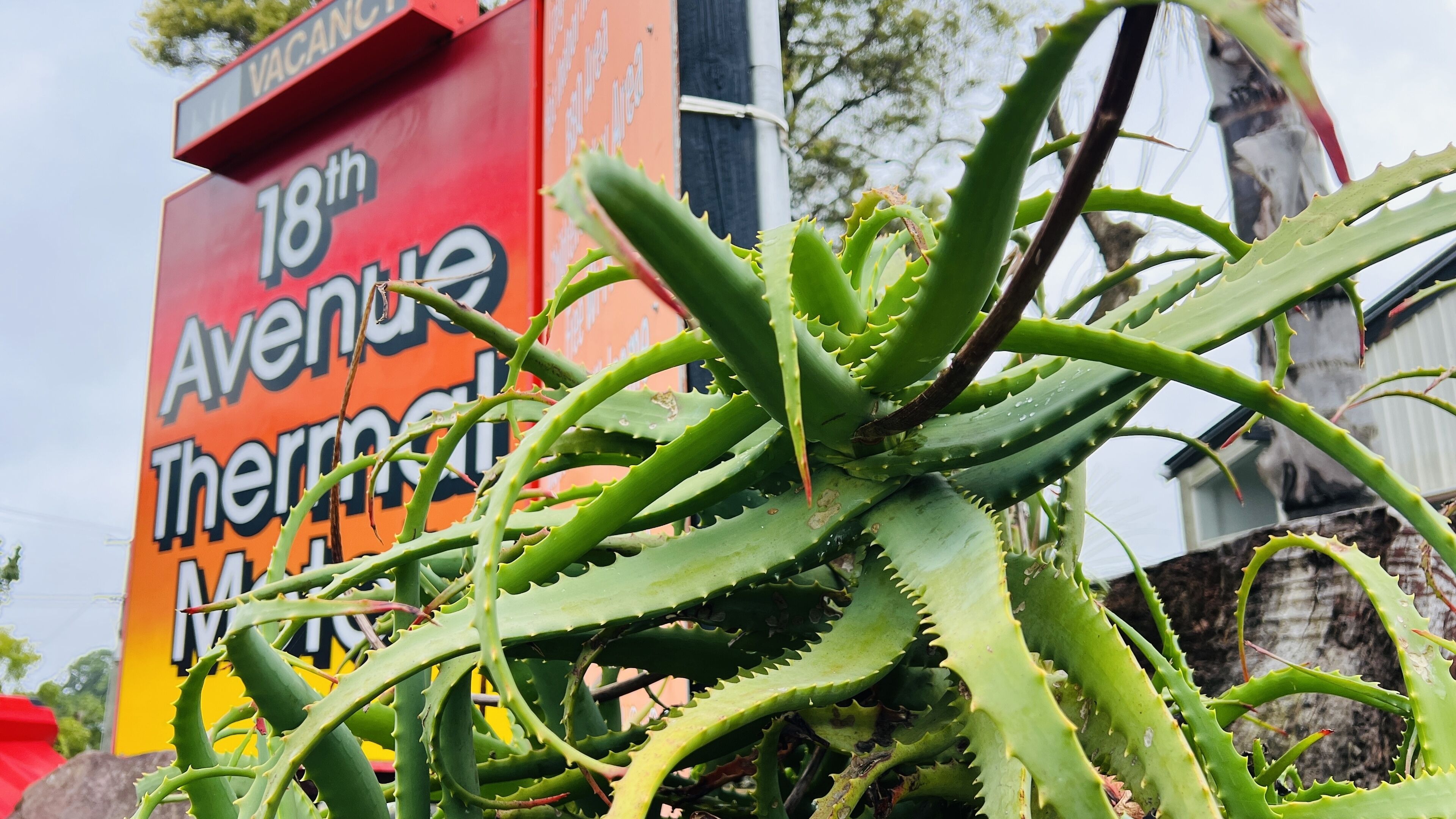 A close-up of aloe vera plants in front of a sign for 18th Avenue Thermal Market.