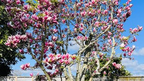 Un árbol con flores rosadas en un área de césped, con un muro de piedra y una verja metálica al fondo.