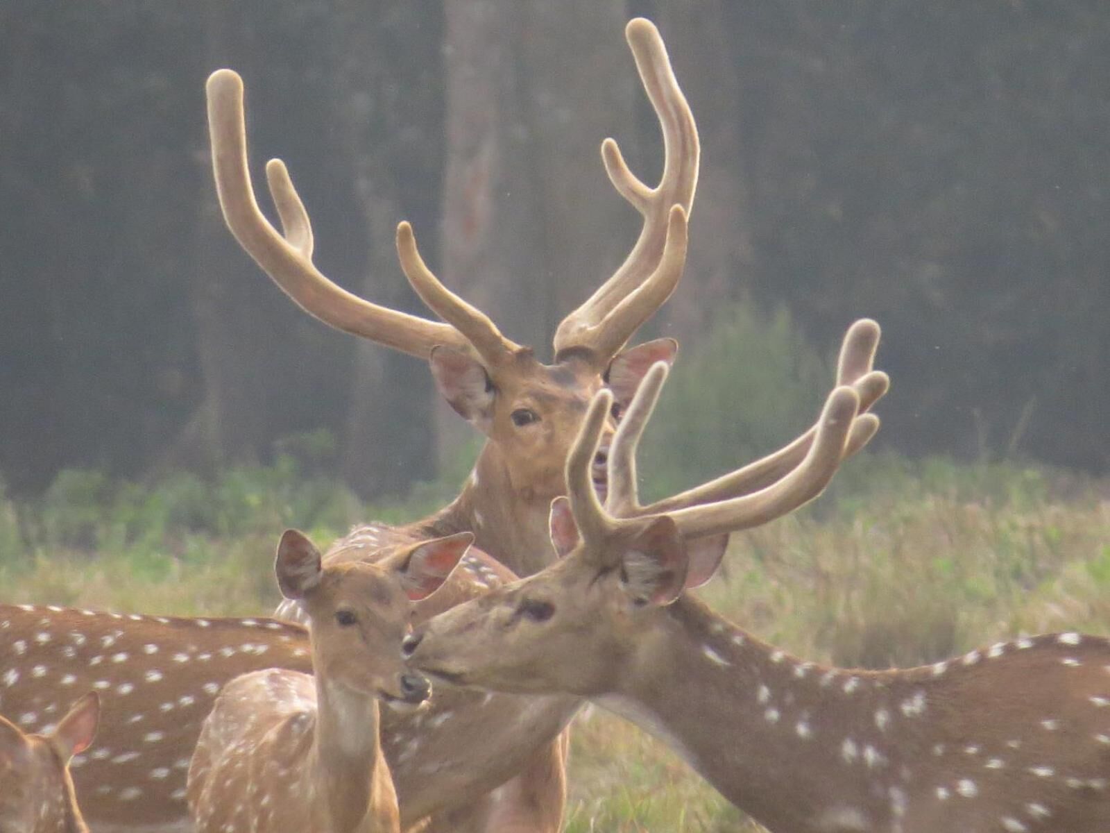 A group of deer with large antlers in a natural setting.