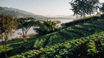 Un huerto con hileras de vegetales de hoja verde, una masa de agua y colinas al fondo.