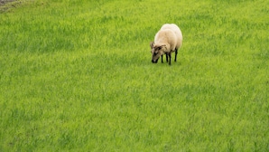 Een gebouw met een gevlinderde metalen gevel en groene raamkozijnen, gelegen in een grasveld met een waterval op de achtergrond.