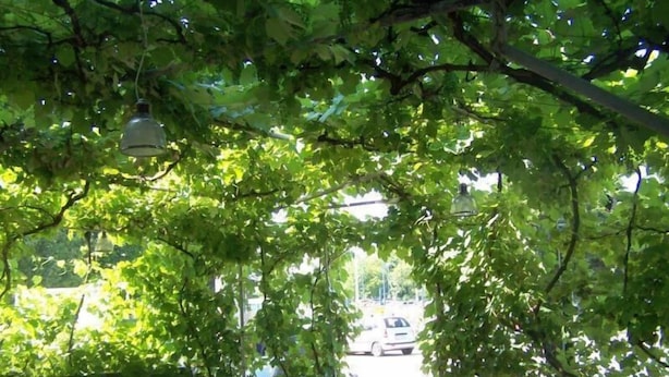 An outdoor seating area with tables and chairs under a canopy of trees. - Guesthouse Ivac Inn Zagreb Airport (Velika Gorica)
