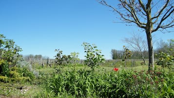 Taman