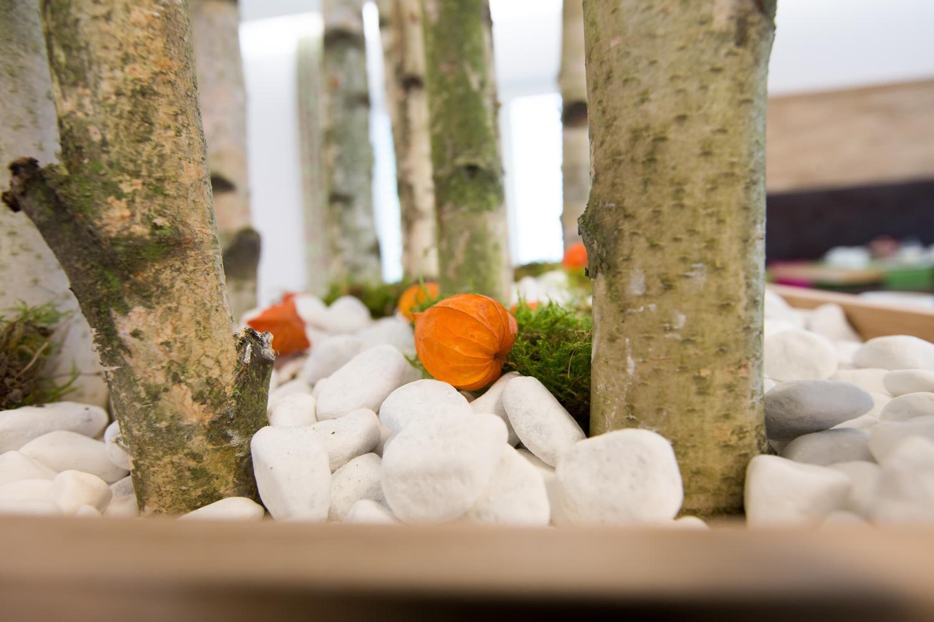 Foto - Hotel Bauer garni