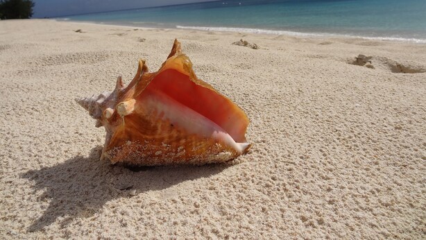 A seashell on a sandy beach with a boat in the water and a cloudy sky in the background. - Kingston Arms Paradise!
 Saint  Armands Circle & Lido Beach!  Fully Equipped! (Sarasota)