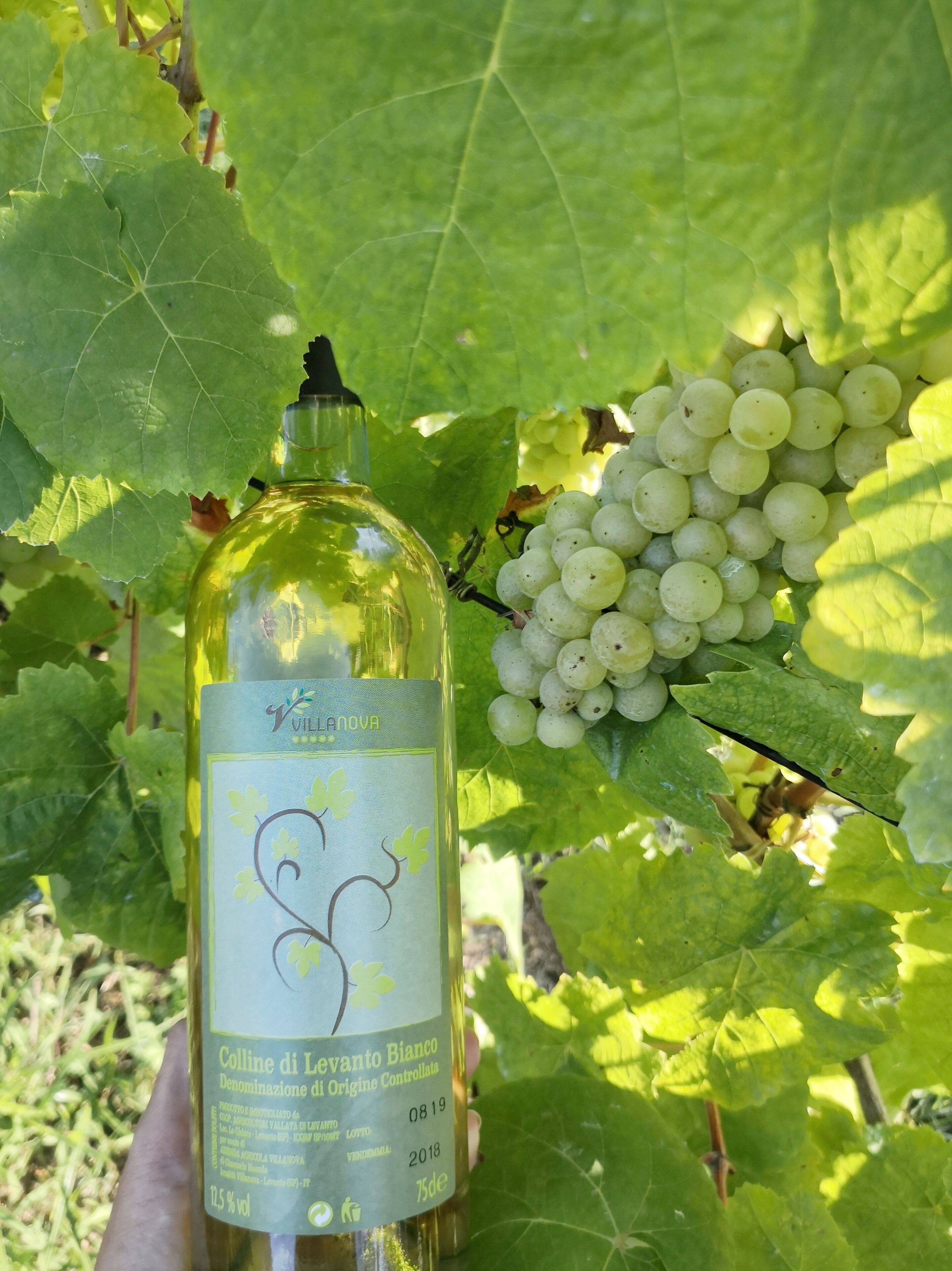 A bottle of wine with a label, held in front of a bunch of white grapes on a vine.