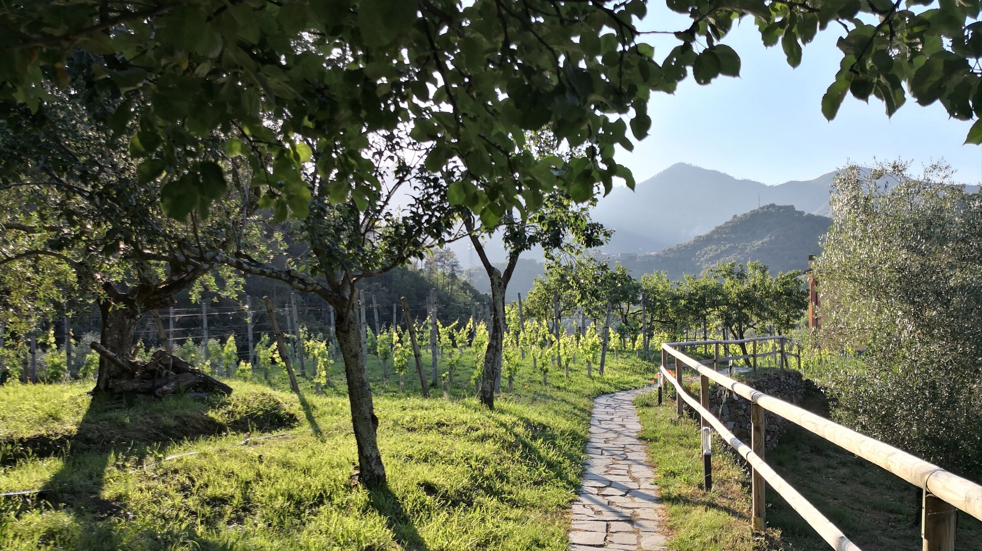 A vineyard path with trees and a stone walkway.