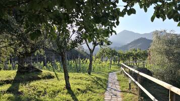 A vineyard path with trees and a stone walkway.