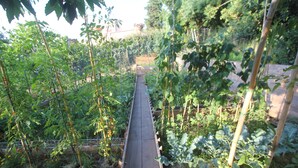 Taman