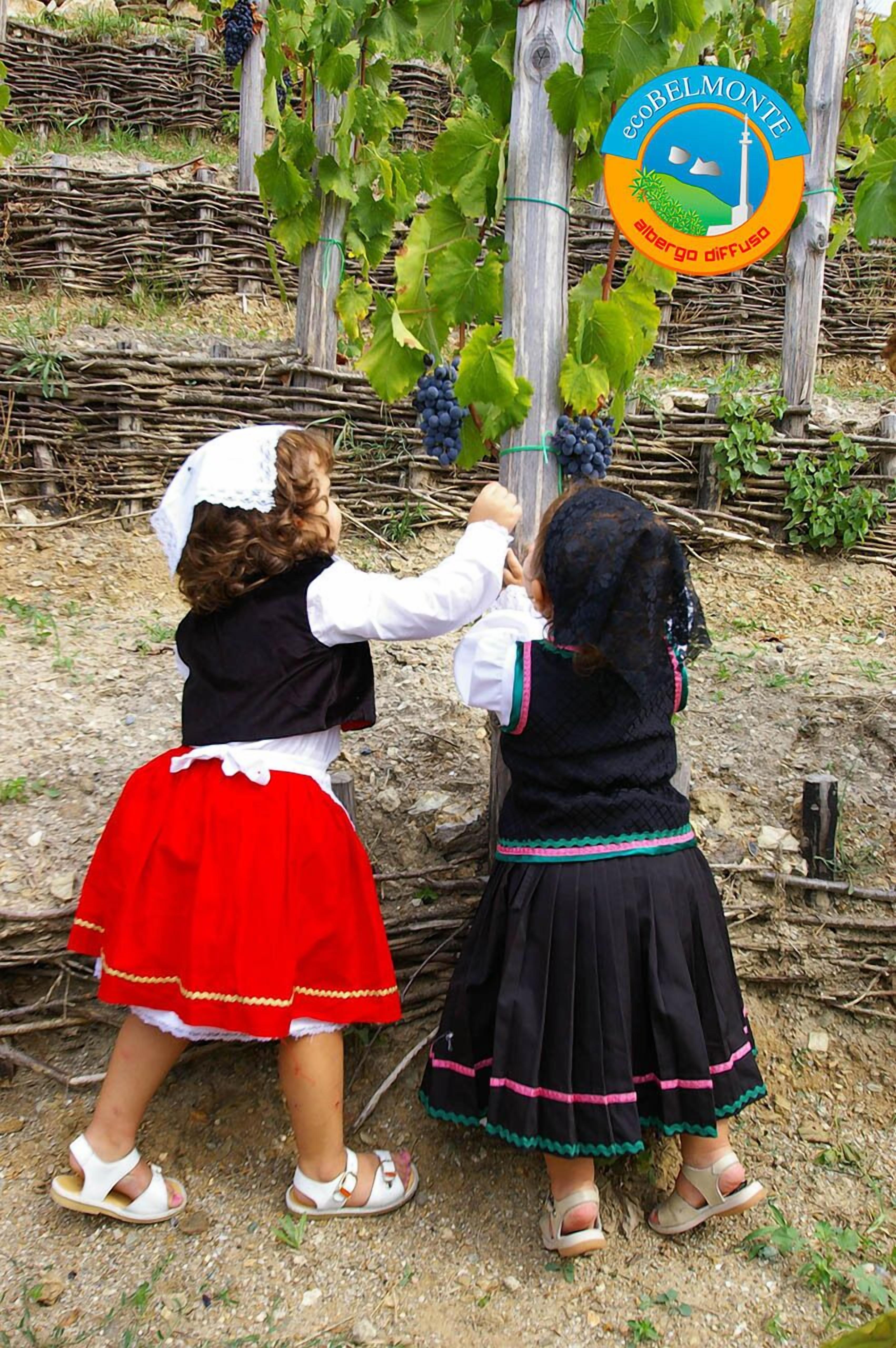 Two children in traditional attire harvesting grapes from a vine in a vineyard.
