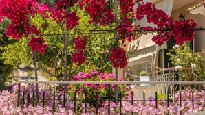 A building with balconies and a garden with pink bougainvillea flowers. - Vicky's Guesthouse (Corfu)