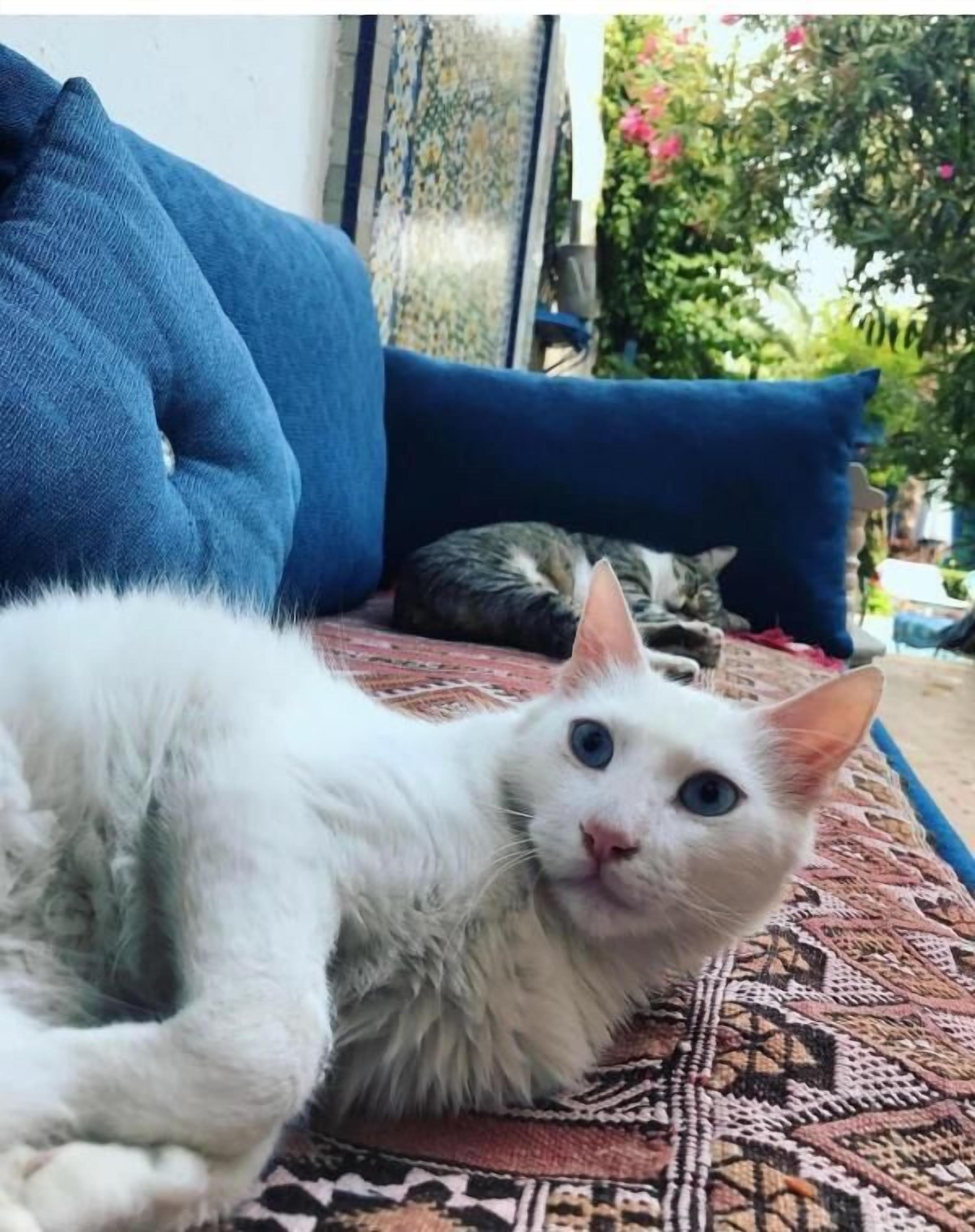 Foto - Riad Jean Claude