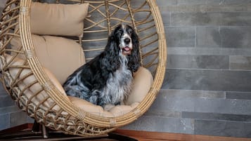 A wicker chair with a cushion, a dog sitting inside, and a grey tiled wall in the background.