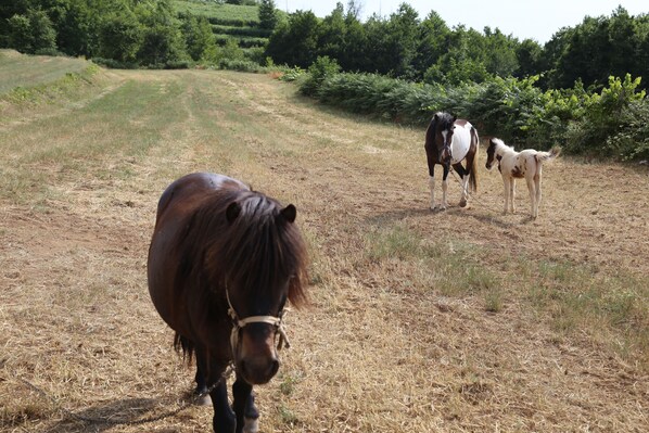 A horse grazing in a field with a path leading through it.