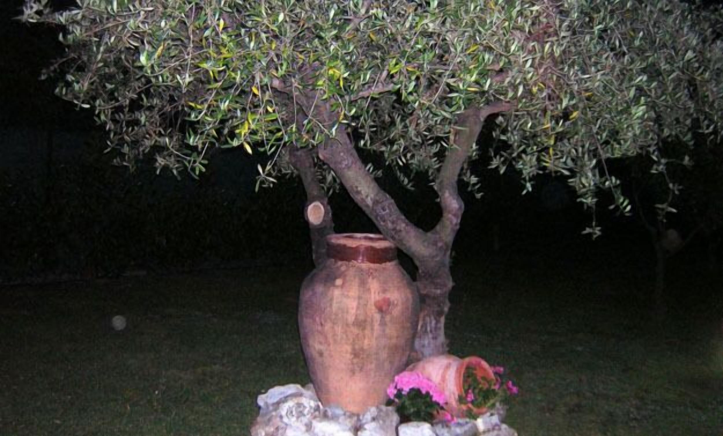 A large ceramic pot with a tree growing out of it, placed on a stone base.