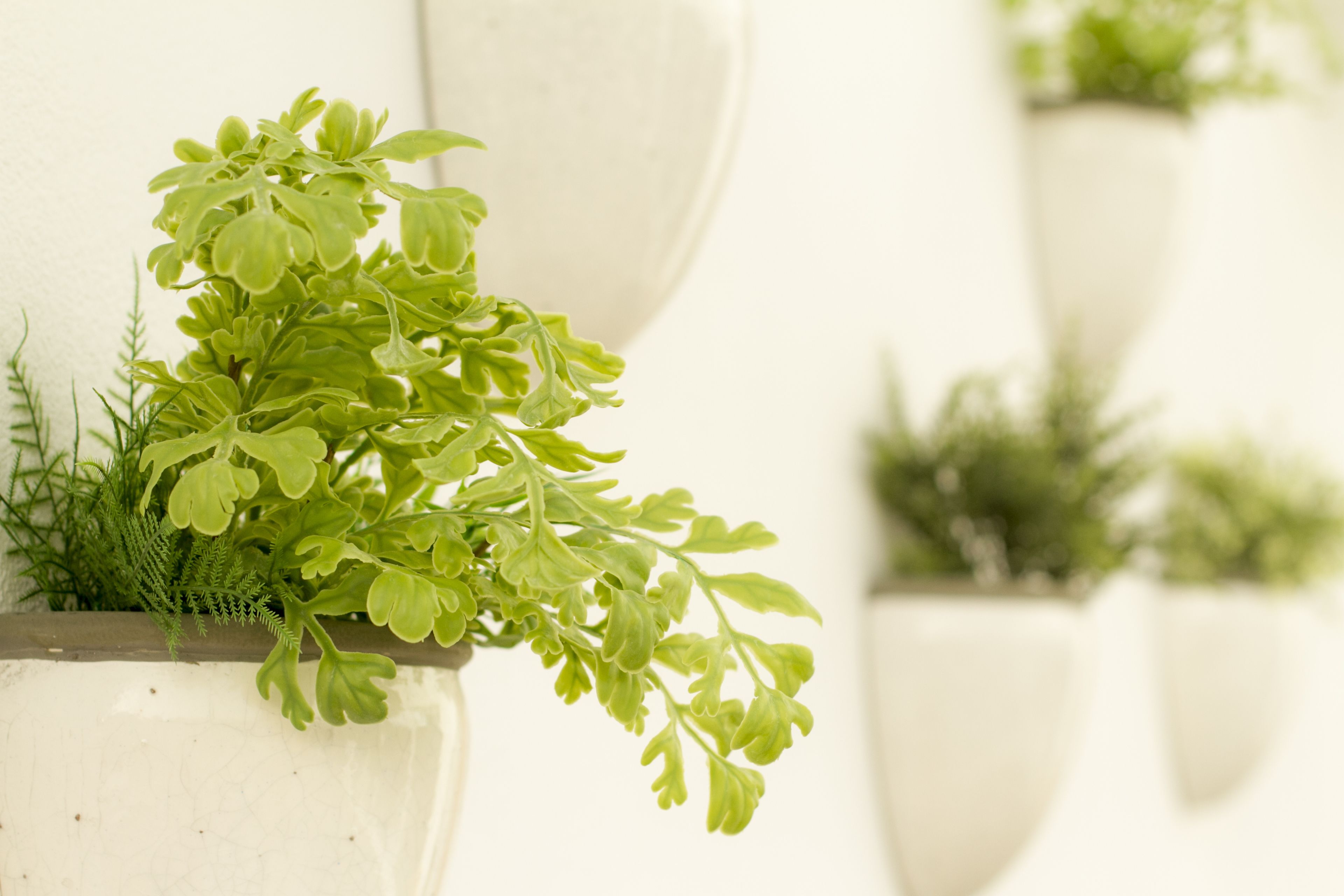 Una planta en maceta con follaje verde, en una jardinera blanca.