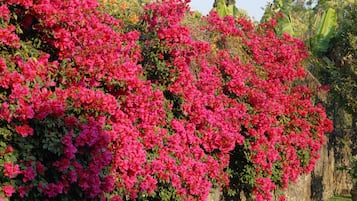 Jardín