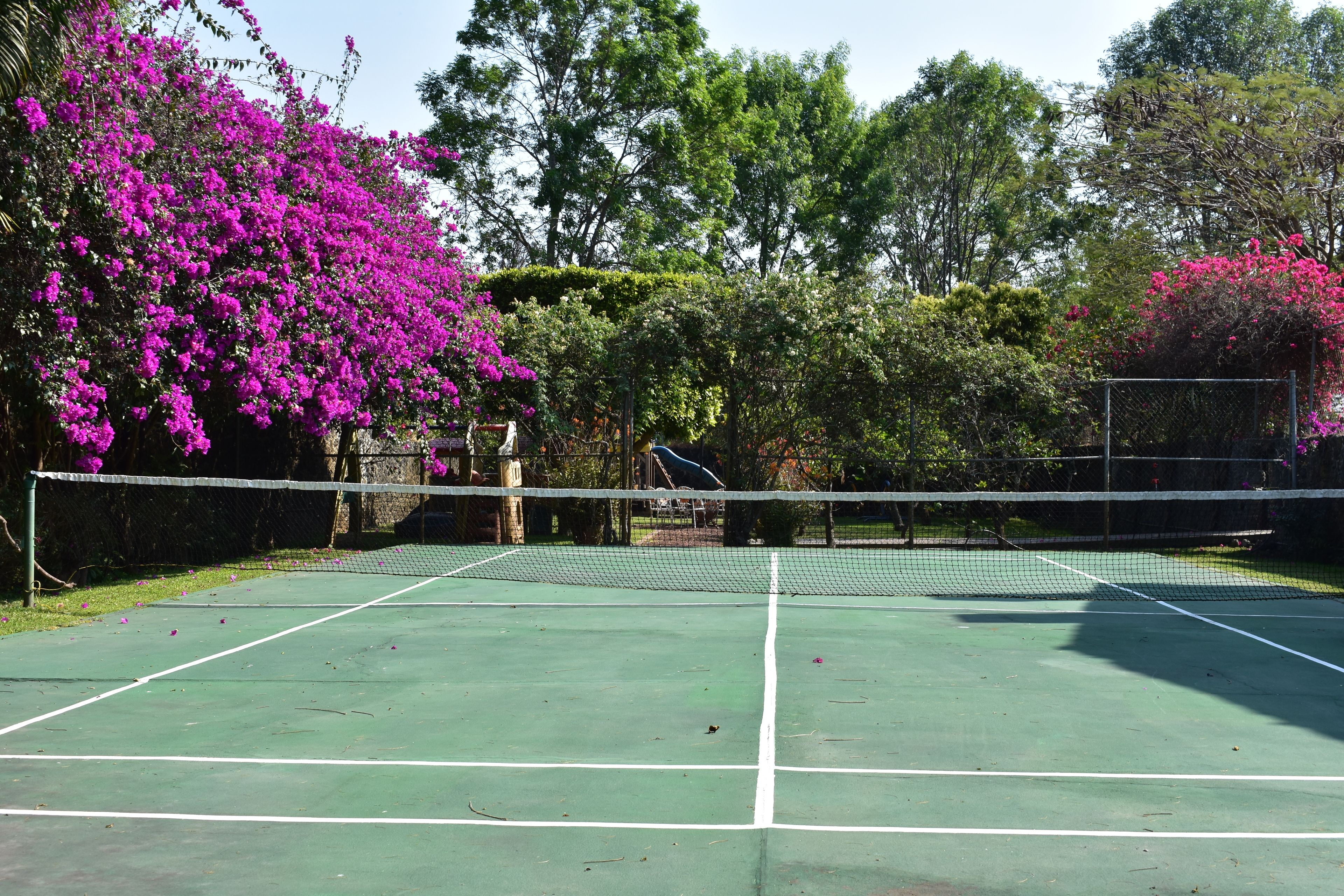 Een tennisbaan met een net in het midden, omringd door bomen en struiken.