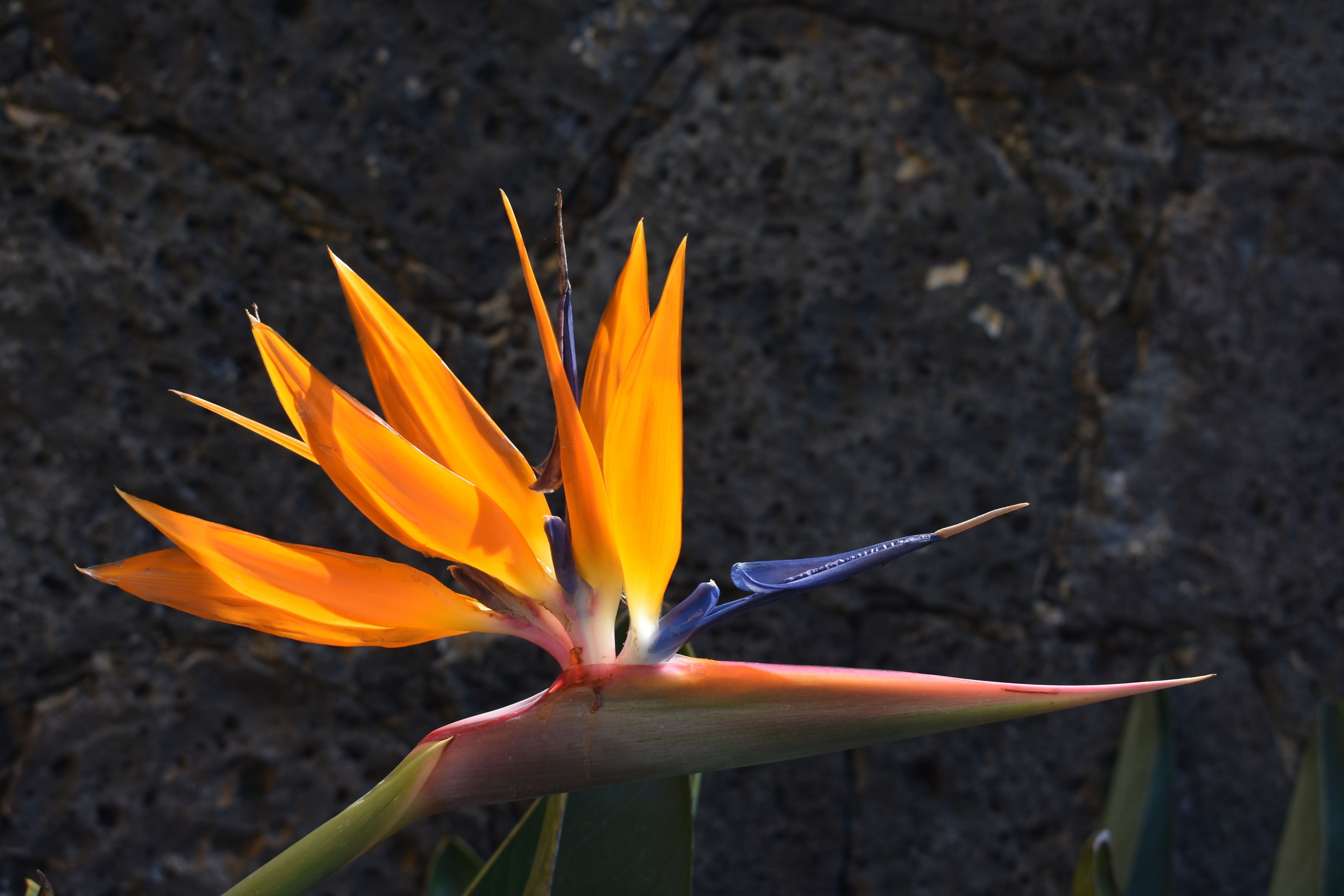 A bird of paradise flower with orange petals and a long, curved spadix.