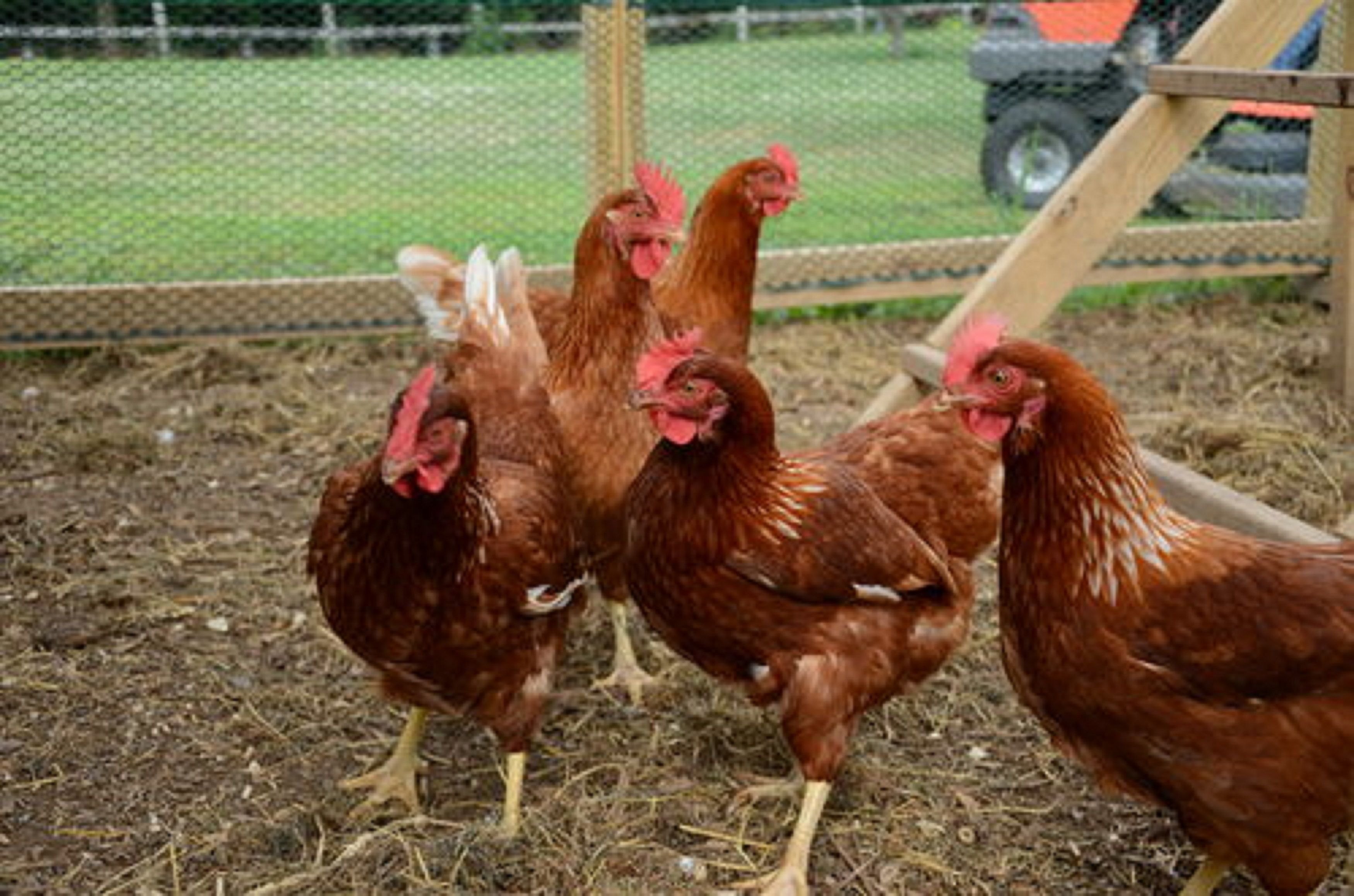 A group of chickens in a pen with a fence and hay on the ground.