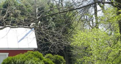 Red Cardinal Bed and Breakfast