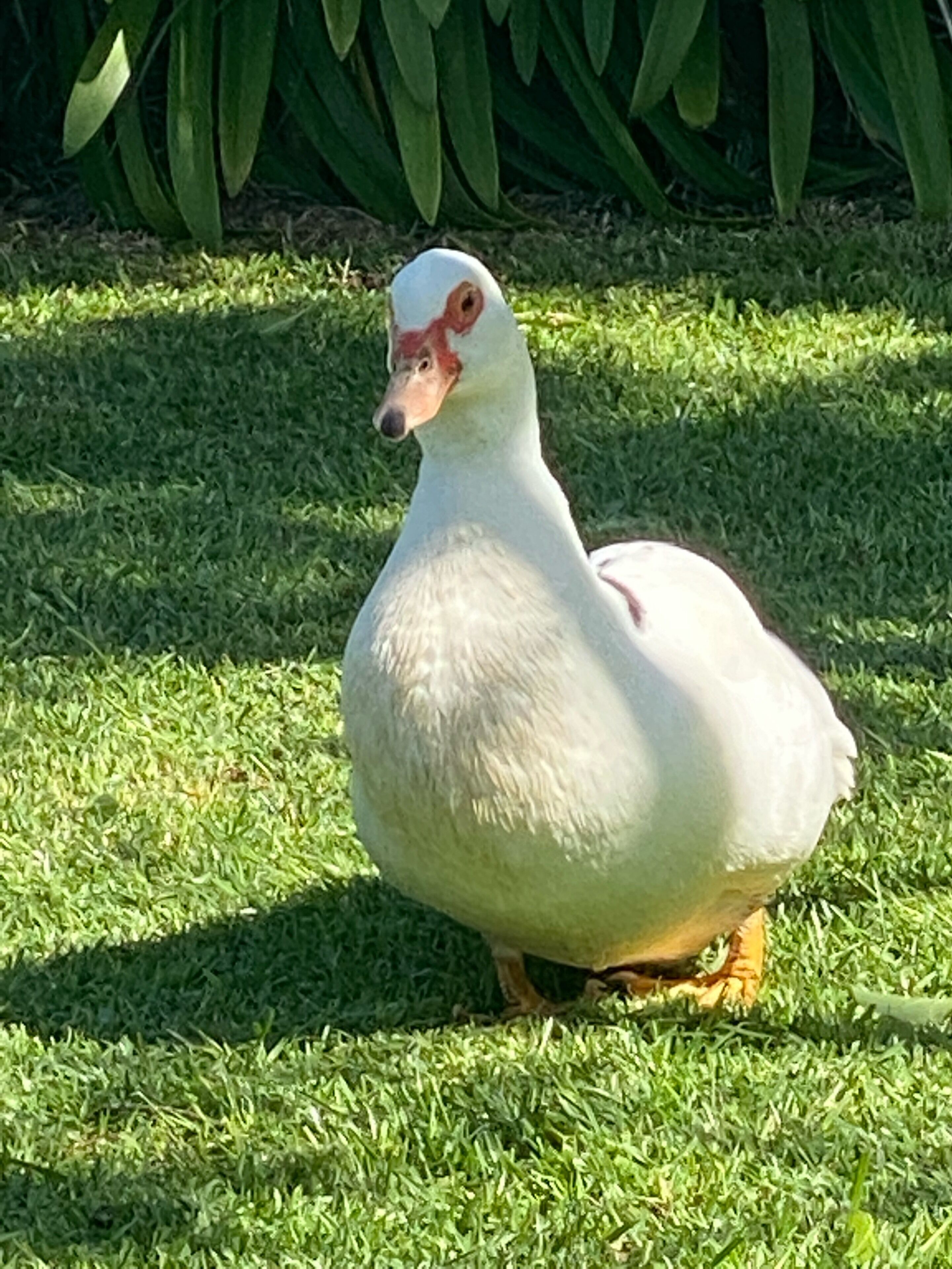 A duck standing on grass.
