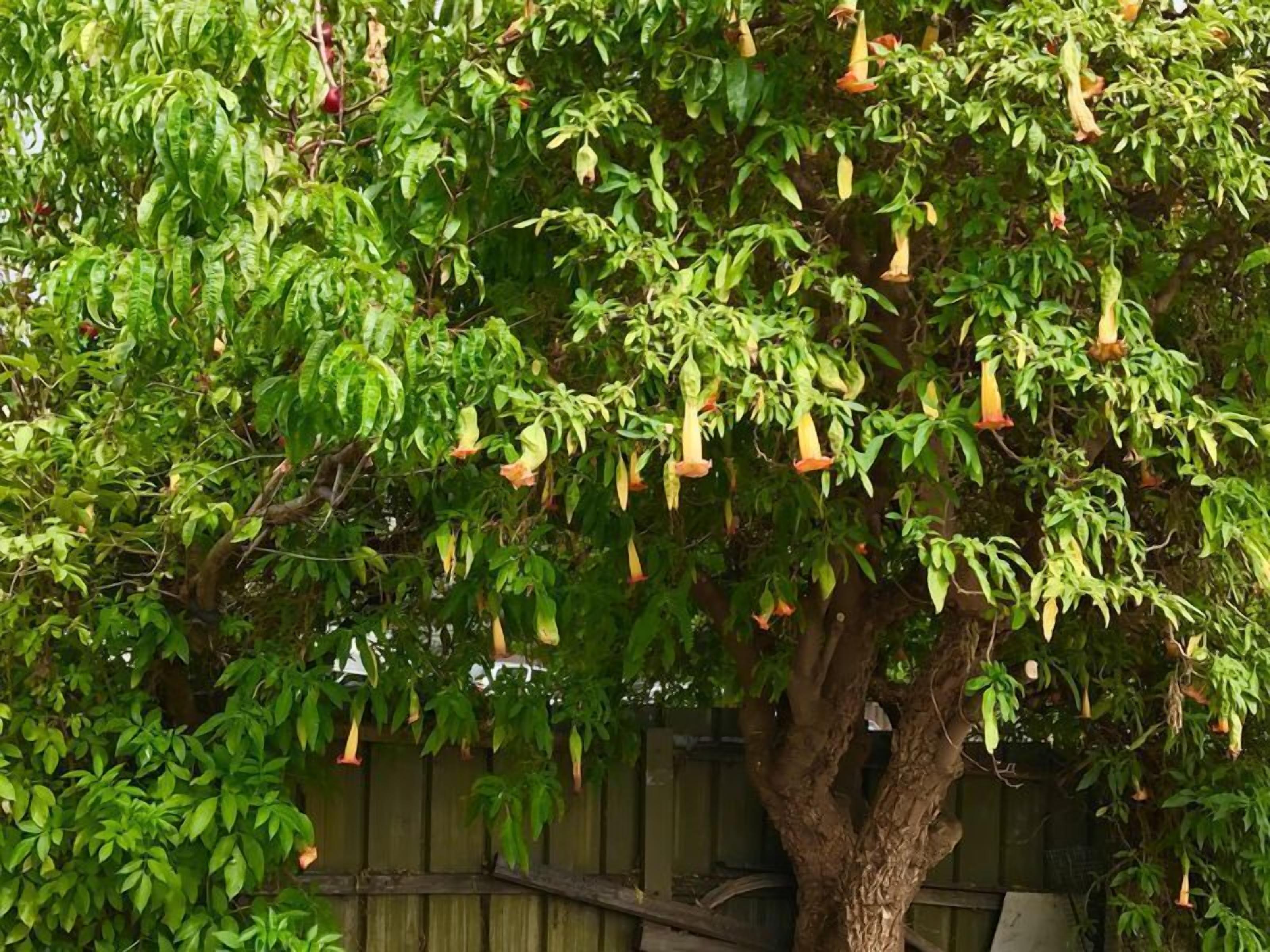 West Hobart House - perfect for families — image 24