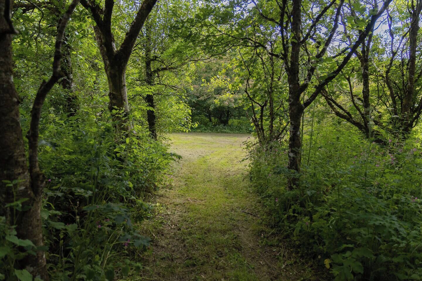 A forested area with a dirt path leading through dense greenery.