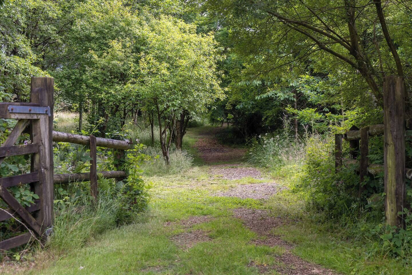 A rural pathway surrounded by dense greenery and wooden fences.