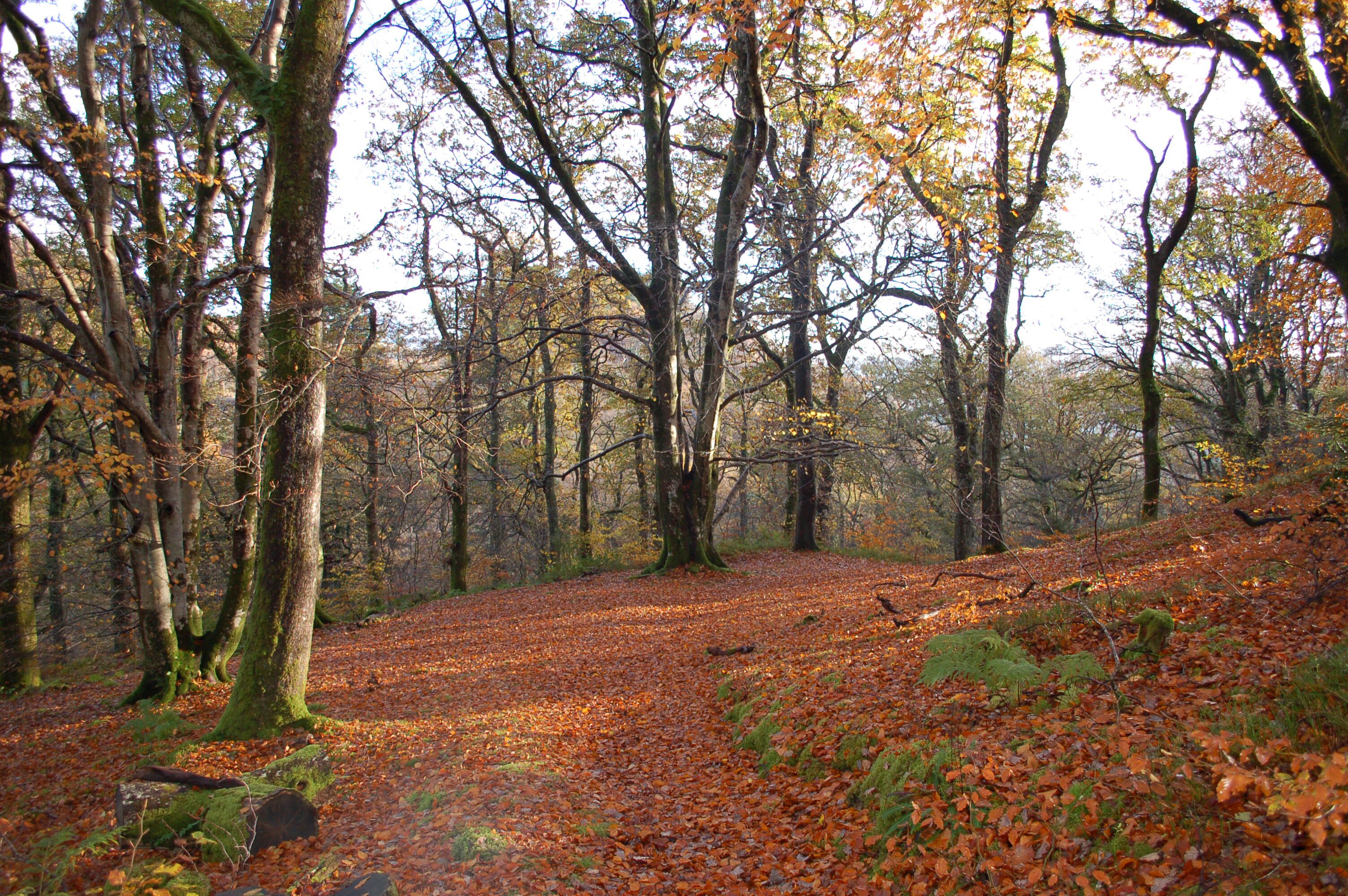 Une zone boisée avec un sentier recouvert de feuilles mortes.