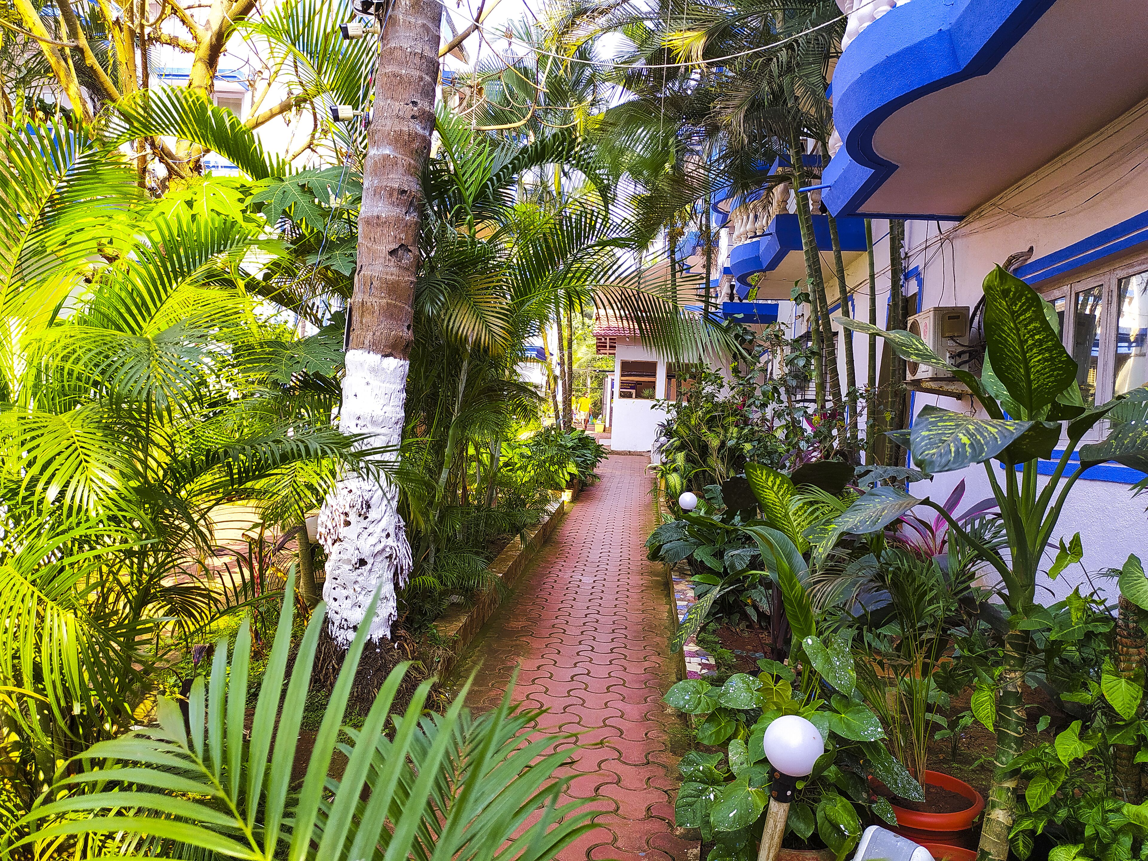 Un sendero estrecho bordeado de exuberante vegetación tropical y un edificio con detalles azules.