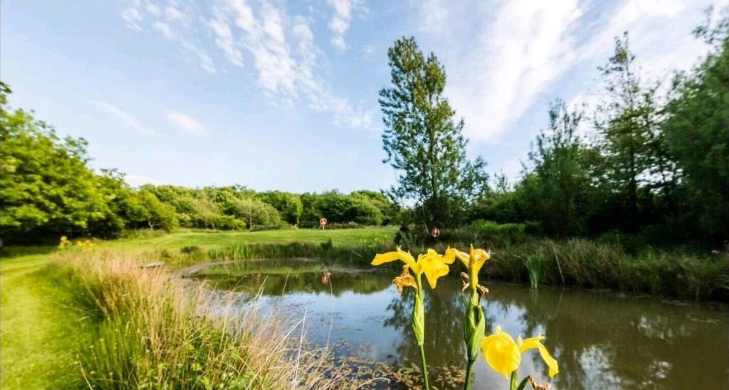 Un étang bordé de fleurs jaunes au premier plan, entouré d’une végétation luxuriante et d’arbres.