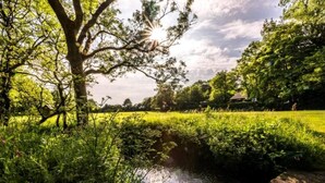Un paisaje sereno con un puente sobre un arroyo, rodeado de exuberante follaje y árboles.
