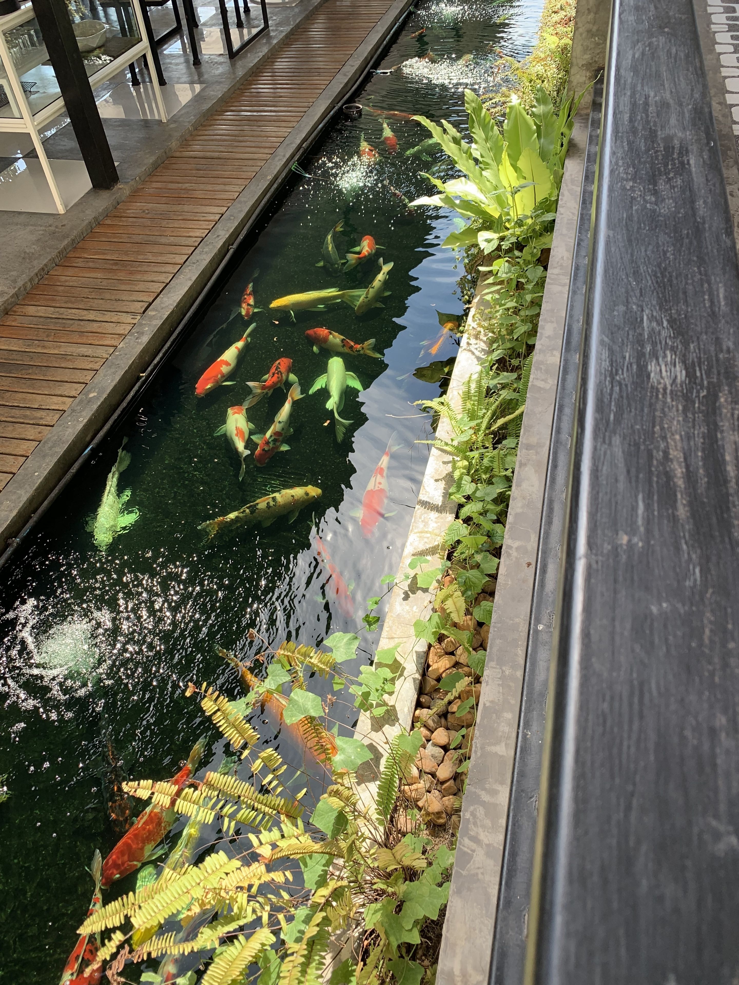 A koi pond with clear water and fish, surrounded by plants and a wooden walkway.