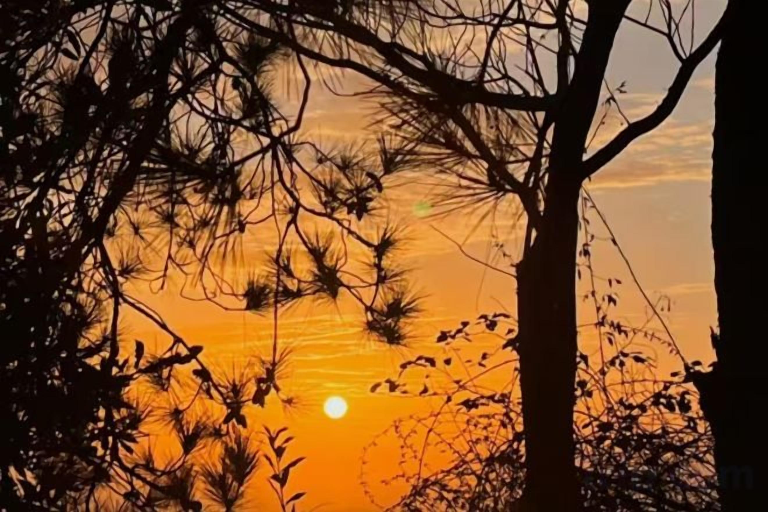 A sunset with a tree silhouette and a clear sky.