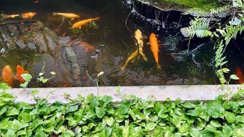 A koi pond with water plants and a stone waterfall.