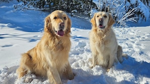 Two golden retrievers sitting in a snowy outdoor area with trees in the background. - Datcha Anastasia (Besse-et-Saint-Anastaise)